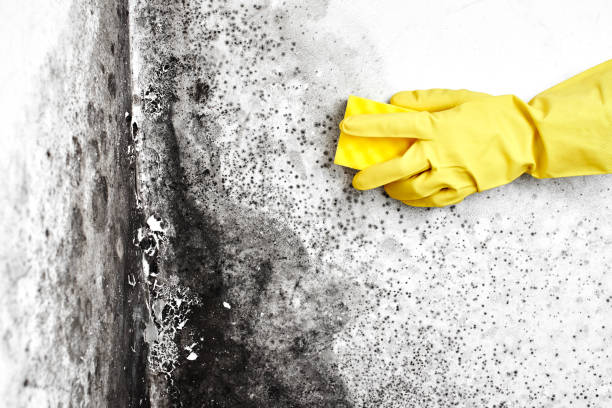 Best Black Mold Removal  in Nassau Bay, TX