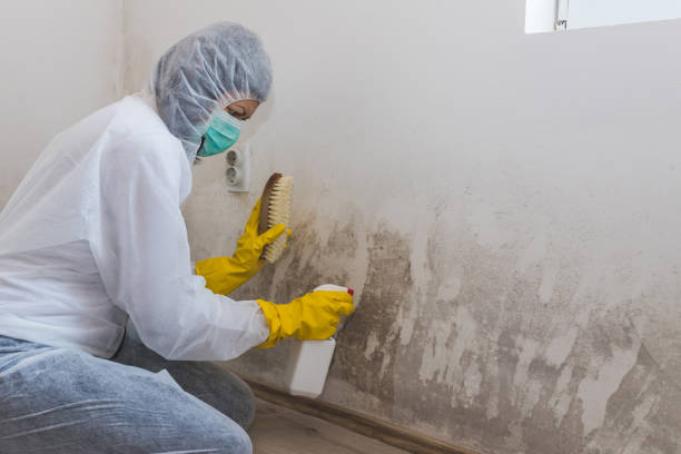 Best Mold Damage Repair  in Nassau Bay, TX
