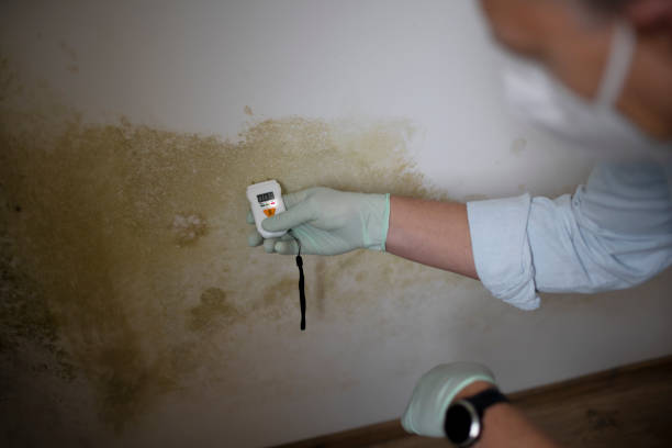 Professional Mold Removal in Nassau Bay, TX