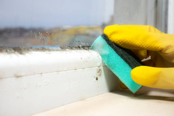 Mold Removal and Inspection in Nassau Bay, TX