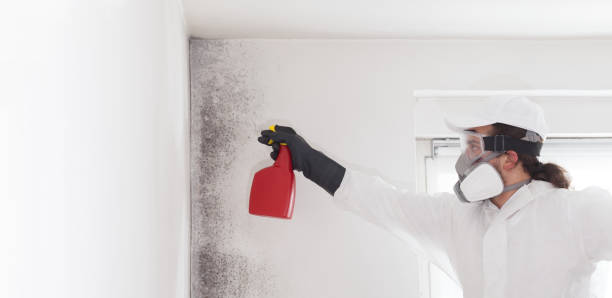Best Fast Mold Removal  in Nassau Bay, TX