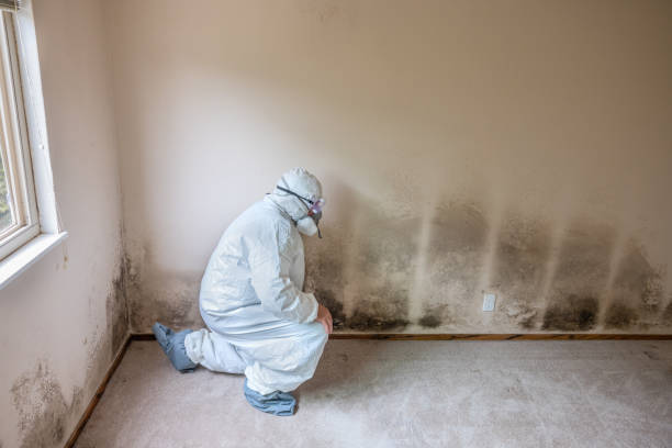 Reliable Nassau Bay, TX Mold Removal Solutions