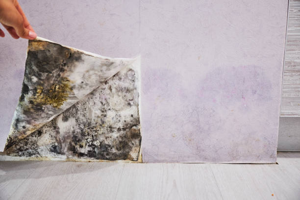Best Same-Day Mold Removal  in Nassau Bay, TX